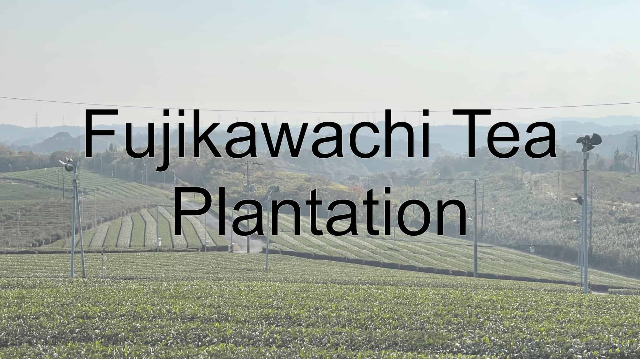 Ono Tea, Fujikawachi Tea Plantation, Tea, Green Tea, Yamaguchi Tea, Ube, Yamaguchi Prefecture, Yamaguchi, Japan