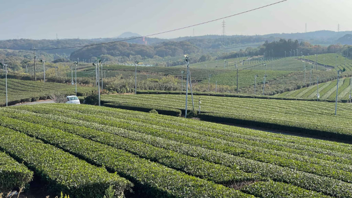 Fujikawachi Tea Plantation, Tea Plantation, Tea, Green Tea, Japanese Tea, Tea Leaves, Ube City, Ube, Yamaguchi Prefecture, Yamaguchi, Japan