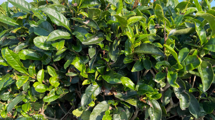 Fujikawachi Tea Plantation, Tea Plantation, Tea, Green Tea, Japanese Tea, Tea Leaves, Ube City, Ube, Yamaguchi Prefecture, Yamaguchi, Japan