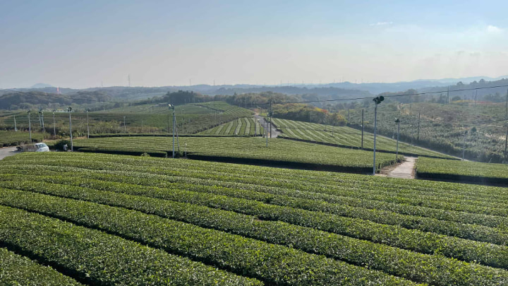 Fujikawachi Tea Plantation, Tea Plantation, Tea, Green Tea, Japanese Tea, Tea Leaves, Ube City, Ube, Yamaguchi Prefecture, Yamaguchi, Japan