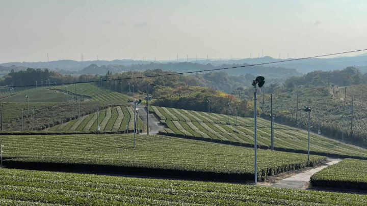 Fujikawachi Tea Plantation, Tea Plantation, Tea, Green Tea, Japanese Tea, Tea Leaves, Ube City, Ube, Yamaguchi Prefecture, Yamaguchi, Japan