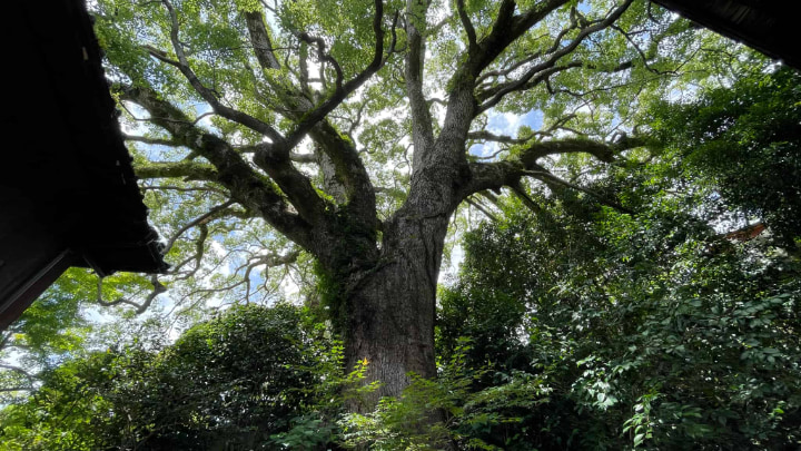 防府天満宮, 神社, 神道, 菅原道真, 宗教, 防府市, 防府, 山口県, 山口, 日本