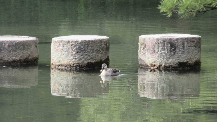 平安神宮神苑, 日本庭園, 庭園, 平安神宮, 神社, 神道, 京都市, 京都府, 京都, 日本