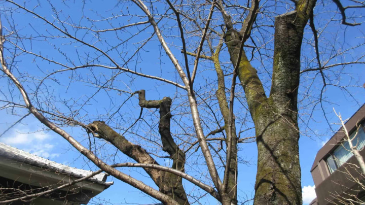 鎮護山圓融寺自證院, 自證院, 寺, 仏教, 東京都, 東京, 日本, 小泉八雲, ラフカディオハーン