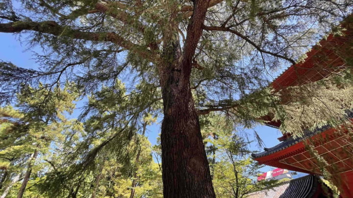 Sanenzan Kodoin Zojoji Temple, Zojoji Temple, Temple, Buddhist, Tokyo, Tokyo Metropolis, Japan