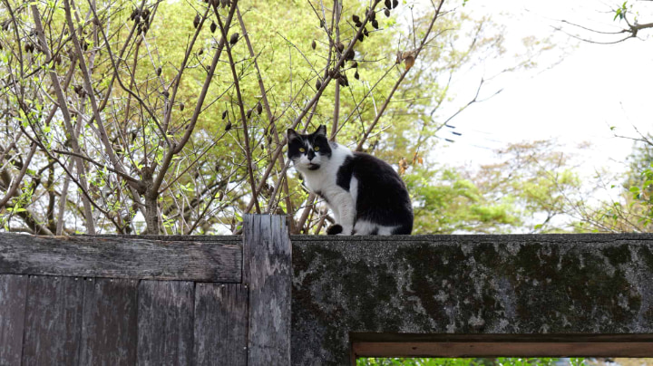 夏目漱石内坪井旧居, 夏目漱石, 内坪井, 旧居, 熊本県, 熊本市, 熊本, 作家, 本, 書物, 明治時代, 明治, 日本