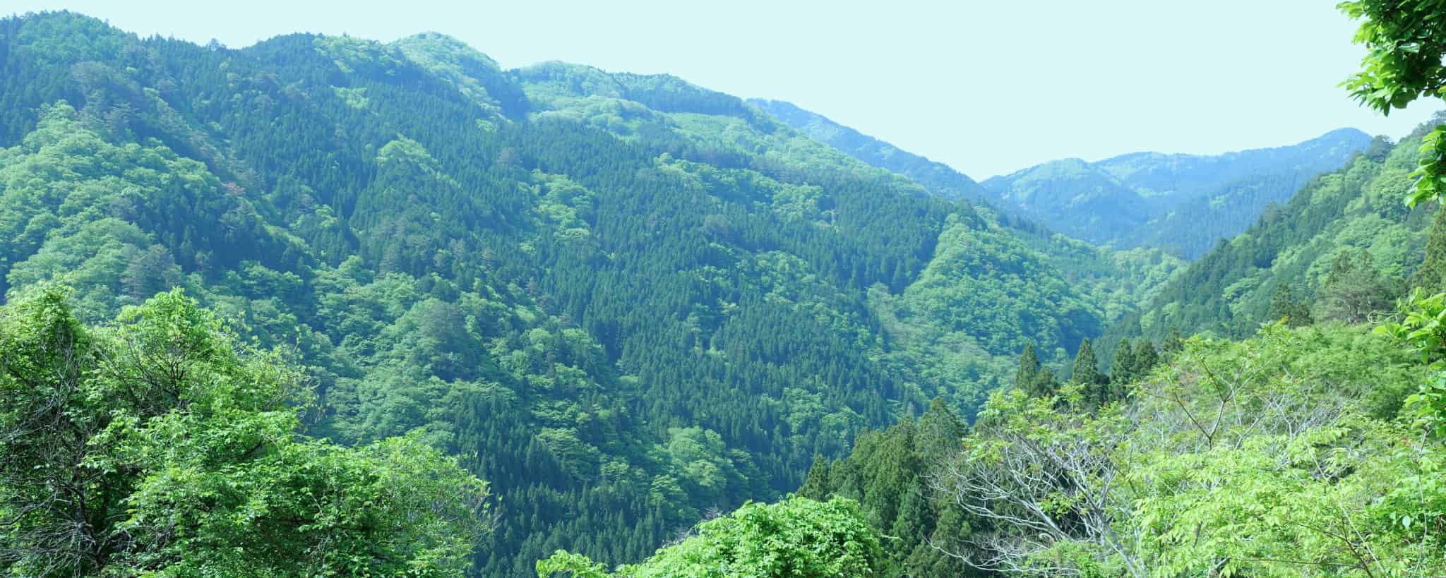 Tokushima Prefecture, Tokushima,　Shikoku Region, Shikoku, Iya Valley, Iya, Japan, Japan Trip, Sightseeing in Japan, Traditional Japanese House, Chiiori, Awa Dance, Festival